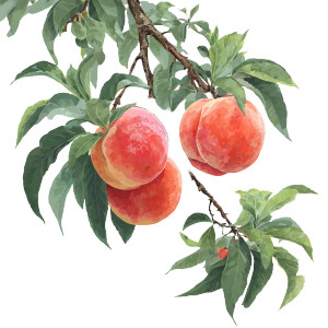 Peach Tree Fruits V2 Vinyl Car Decal Sticker – Waterproof & UV-Resistant Peach Tree Fruits V2 Vinyl Car Decal Sticker – Waterproof & UV-Resistant