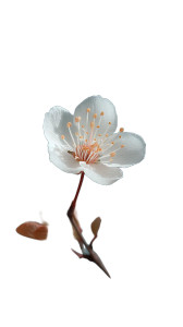 Radiant White Flower Vinyl Car Decal Sticker – Waterproof & UV-Resistant 