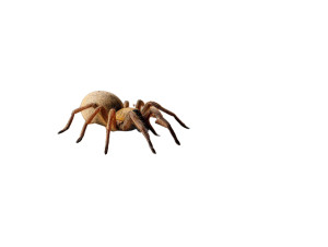 Wolf Spider Terrarium Vinyl Car Decal Sticker – Waterproof & UV-Resistant 