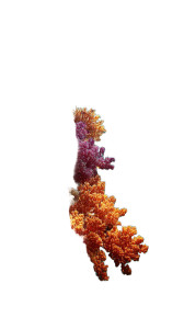 Colorful Coral Reef V2 Vinyl Car Decal Sticker – Waterproof & UV-Resistant Colorful Coral Reef V2 Vinyl Car Decal Sticker – Waterproof & UV-Resistant