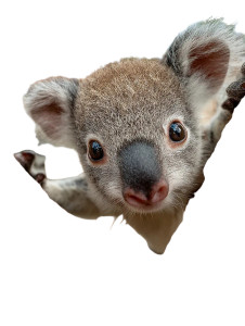 Baby Koala Close-Up Vinyl Car Decal Sticker – Waterproof & UV-Resistant Baby Koala Close-Up Vinyl Car Decal Sticker – Waterproof & UV-Resistant