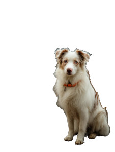 White Australian Shepherd Vinyl Car Decal Sticker – Waterproof & UV-Resistant White Australian Shepherd Vinyl Car Decal Sticker – Waterproof & UV-Resistant