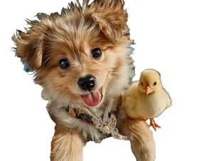 Fluffy Pomeranian Puppy V3 Vinyl Car Decal Sticker – Waterproof & UV-Resistant 