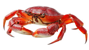 Red Crab Close-Up V2 Vinyl Car Decal Sticker – Waterproof & UV-Resistant Red Crab Close-Up V2 Vinyl Car Decal Sticker – Waterproof & UV-Resistant