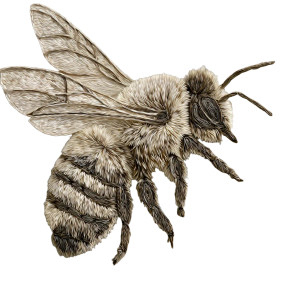 Humble Bee Vinyl Car Decal Sticker – Waterproof & UV-Resistant Humble Bee Vinyl Car Decal Sticker – Waterproof & UV-Resistant