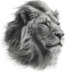 Lion Head Tattoo Vinyl Car Decal Sticker – Waterproof & UV-Resistant 