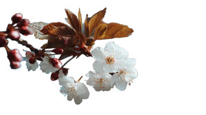 Cherry Blossom Close-Up V4 Vinyl Car Decal Sticker – Waterproof & UV-Resistant 