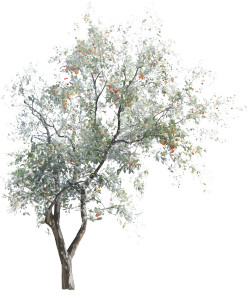 Stylized Tree V2 Vinyl Car Decal Sticker – Waterproof & UV-Resistant 