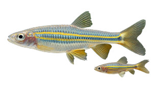 Medaka Fish Vinyl Car Decal Sticker – Waterproof & UV-Resistant 