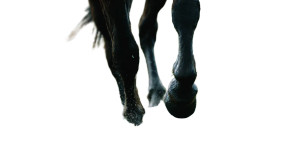Running Horse Legs V2 Vinyl Car Decal Sticker – Waterproof & UV-Resistant 