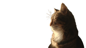 Peaceful Sunlit Cat Vinyl Car Decal Sticker – Waterproof & UV-Resistant 