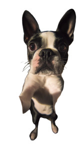 Selfie Boston Terrier Vinyl Car Decal Sticker – Waterproof & UV-Resistant Selfie Boston Terrier Vinyl Car Decal Sticker – Waterproof & UV-Resistant