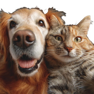Cat Dog Selfie Vinyl Car Decal Sticker – Waterproof & UV-Resistant 