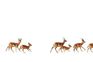 Desert Night Gazelles Vinyl Car Decal Sticker – Waterproof & UV-Resistant 