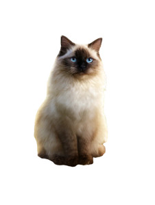 Sacred Birman Cat Vinyl Car Decal Sticker – Waterproof & UV-Resistant 