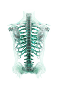 Human Spine Render Vinyl Car Decal Sticker – Waterproof & UV-Resistant Human Spine Render Vinyl Car Decal Sticker – Waterproof & UV-Resistant