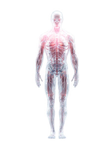 Ethereal Anatomical Illustration Vinyl Car Decal Sticker – Waterproof & UV-Resistant 