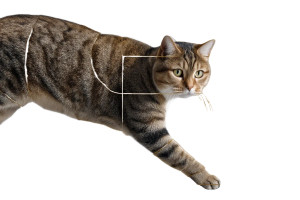 Leaping Cat V2 Vinyl Car Decal Sticker – Waterproof & UV-Resistant 