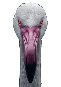 Flamingo Portrait Vinyl Car Decal Sticker – Waterproof & UV-Resistant 