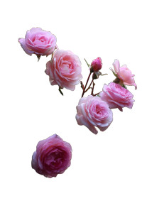 Garden Roses Vinyl Car Decal Sticker – Waterproof & UV-Resistant Garden Roses Vinyl Car Decal Sticker – Waterproof & UV-Resistant