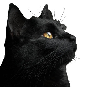 Gothic Black Cat V2 Vinyl Car Decal Sticker – Waterproof & UV-Resistant 