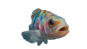 Gigantic Colorful Fish Vinyl Car Decal Sticker – Waterproof & UV-Resistant 