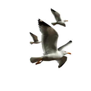 Seagulls Flying Vinyl Car Decal Sticker – Waterproof & UV-Resistant Seagulls Flying Vinyl Car Decal Sticker – Waterproof & UV-Resistant