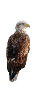 Majestic Snow Eagle Vinyl Car Decal Sticker – Waterproof & UV-Resistant 