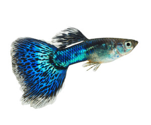 Vibrant Guppy Fish V2 Vinyl Car Decal Sticker – Waterproof & UV-Resistant Vibrant Guppy Fish V2 Vinyl Car Decal Sticker – Waterproof & UV-Resistant