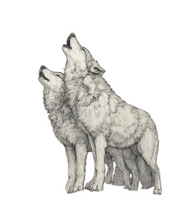 Howling Wolves Sketch Vinyl Car Decal Sticker – Waterproof & UV-Resistant Howling Wolves Sketch Vinyl Car Decal Sticker – Waterproof & UV-Resistant