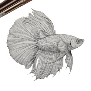 Halfmoon Betta Vinyl Car Decal Sticker – Waterproof & UV-Resistant Halfmoon Betta Vinyl Car Decal Sticker – Waterproof & UV-Resistant