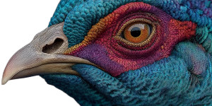 Peacock Portrait V2 Vinyl Car Decal Sticker – Waterproof & UV-Resistant 2.56"