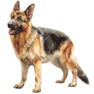 Watercolor German Shepherd Vinyl Car Decal Sticker – Waterproof & UV-Resistant 3.4133333333333336" Watercolor German Shepherd Vinyl Car Decal Sticker – Waterproof & UV-Resistant 3.4133333333333336"