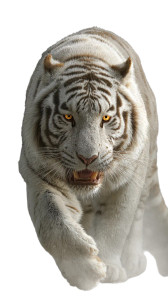 Golden Striped Tiger Vinyl Car Decal Sticker – Waterproof & UV-Resistant 9.706666666666667"