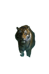 Surreal Tiger Poster Vinyl Car Decal Sticker – Waterproof & UV-Resistant 8.96"