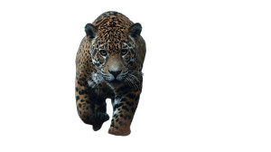 Running Jaguar Vinyl Car Decal Sticker – Waterproof & UV-Resistant 2.72" Running Jaguar Vinyl Car Decal Sticker – Waterproof & UV-Resistant 2.72"