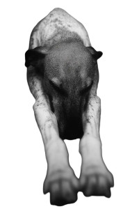 Stretching Dog Vinyl Car Decal Sticker – Waterproof & UV-Resistant 