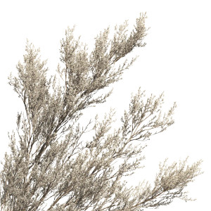 Wilderness Sage Brush Vinyl Car Decal Sticker – Waterproof & UV-Resistant 6.826666666666667"