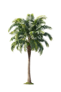 Palm Tree Model Vinyl Car Decal Sticker – Waterproof & UV-Resistant 4.4