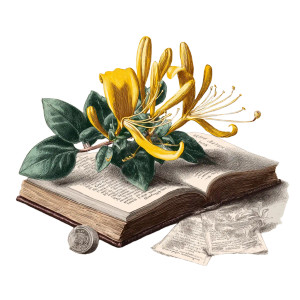 Yellow Honeysuckle Illustration Vinyl Car Decal Sticker – Waterproof & UV-Resistant 3.4133333333333336" Yellow Honeysuckle Illustration Vinyl Car Decal Sticker – Waterproof & UV-Resistant 3.4133333333333336"