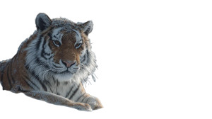 Siberian Tiger Yawning Vinyl Car Decal Sticker – Waterproof & UV-Resistant 5.4