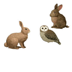 Cottagecore Forest Animals Vinyl Car Decal Sticker – Waterproof & UV-Resistant 3.4133333333333336" Cottagecore Forest Animals Vinyl Car Decal Sticker – Waterproof & UV-Resistant 3.4133333333333336"