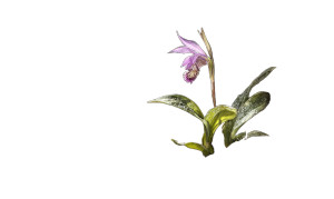 Pleione Watercolor Vinyl Car Decal Sticker – Waterproof & UV-Resistant 2.8266666666666667"