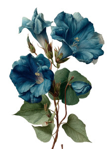 Clitoria Ternatea Illustration V2 Vinyl Car Decal Sticker – Waterproof & UV-Resistant 8.213333333333333"