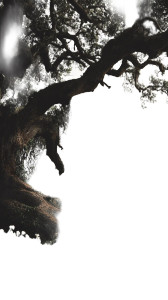 Old Oak Tree V3 Vinyl Car Decal Sticker – Waterproof & UV-Resistant 9.706666666666667"