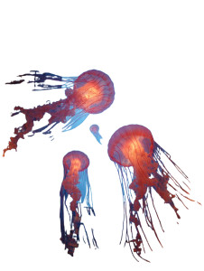 Floating Jellyfish Fantasy Vinyl Car Decal Sticker – Waterproof & UV-Resistant 4.1066666666666665"