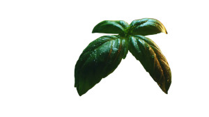 Fresh Basil Leaves V2 Vinyl Car Decal Sticker – Waterproof & UV-Resistant 5.4