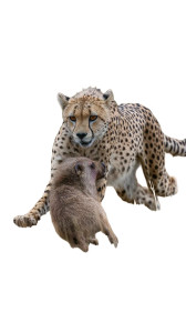 Cheetah Captures Piglet Vinyl Car Decal Sticker – Waterproof & UV-Resistant 9.706666666666667"