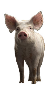 Pig V12 Vinyl Car Decal Sticker – Waterproof & UV-Resistant 4.8533333333333335" Pig V12 Vinyl Car Decal Sticker – Waterproof & UV-Resistant 4.8533333333333335"
