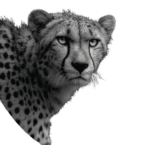 Fierce Cheetah Vinyl Car Decal Sticker – Waterproof & UV-Resistant 3.4133333333333336"